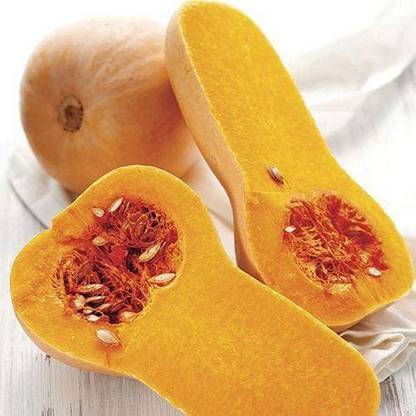 VibeX ® VMR-253 Butternut Hybrid Winter Squash Seed
