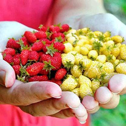 KNESSiN Strawberry Seeds Red Yellow Mixed Seed