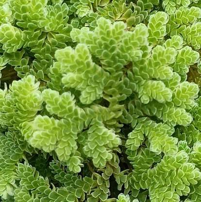 UVGREEN Azolla Seed