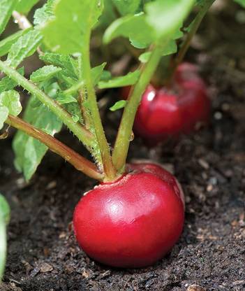 WILLVINE ATS-19 Cherry Belle Radish Seeds Seed