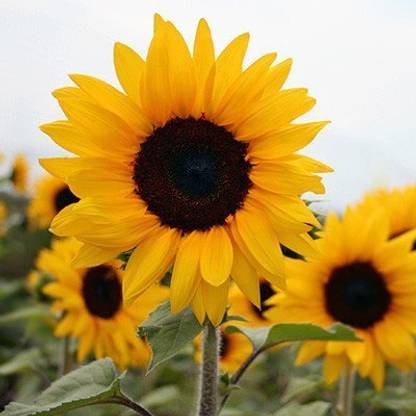 CRGO SUNFLOWER , SURAJMUKHI Seed
