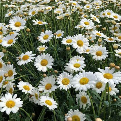VibeX ® LXI-1 Roman Chamomile Seeds Seed