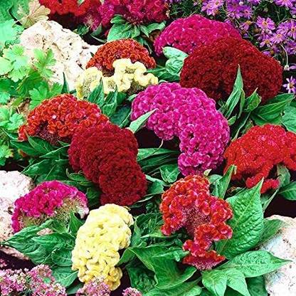 UGRA GIANT COCKSCOMB MIX Seed