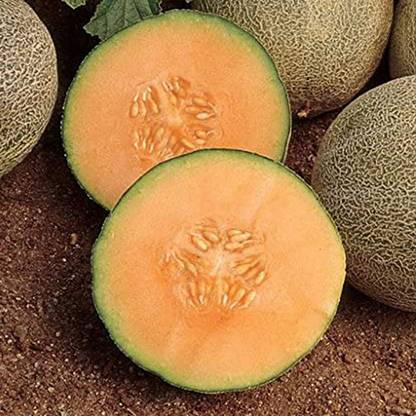 CYBEXIS Musk Melon Hami Melon Seeds Tasty DIY 400 Seeds Seed