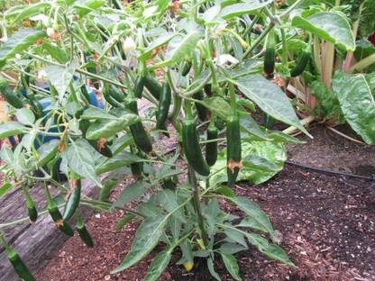 CYBEXIS F1 Hybrid Serrano Pepper Chilli Seeds-300 Seeds Seed