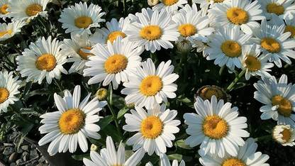 VibeX HUA-82 - Shasta Daisy Flower - (180 Seeds) Seed
