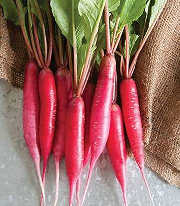 Aywal Red Radish (Mooli Ke Beej) Seed