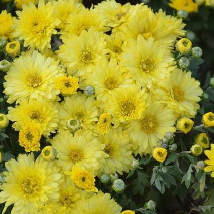 VibeX HUA-82 - Yellow Floral Plants Carpet Chrysanthemum - (90 Seeds) Seed