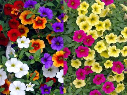 NooElec Seeds India 50+ SEEDS- Million Bells Double Mix Flower Seed