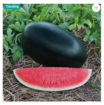 Vikas ORGENIC BLACK LONG WATERMALON 450 SEED Seed