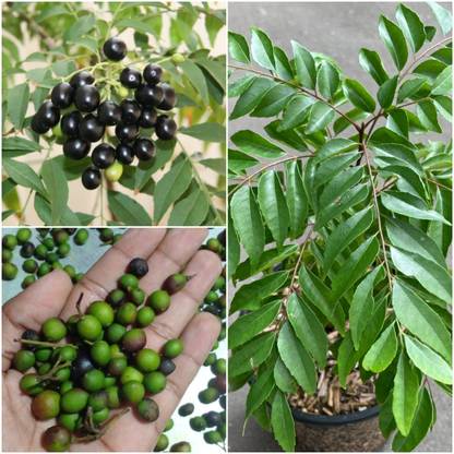 BDSresolve Curry leaves plant seeds/curry leaf plant seeds Seed