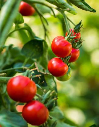 SANGEETS COLLECTION tomato Seed