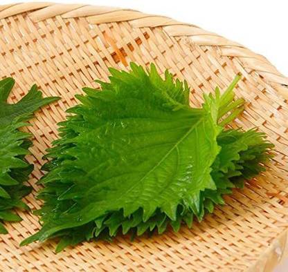VibeX ® VLR-56 Green Shiso Seeds (Perilla) Seed