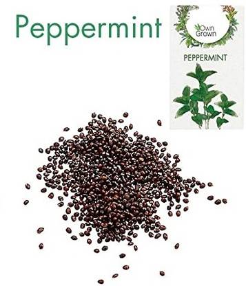 KNESSiN Peppermint Seed