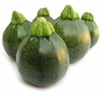 WILLVINE XL-155 Pumpkin Summer squash, Chappan Kaddu Seed