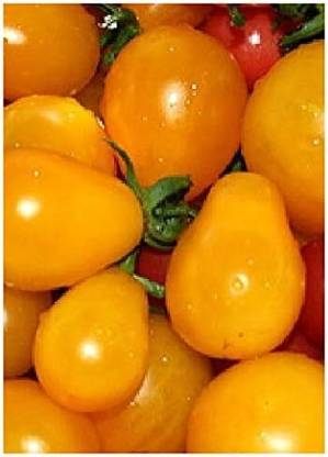 KNESSiN Tomato Yellow Submarine Seed