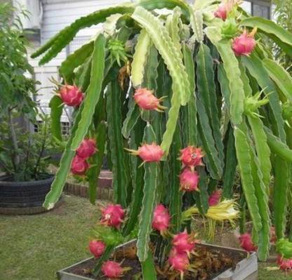 Oliver HIGH Quallity F1 hybrid Dragon fruit sees Seed