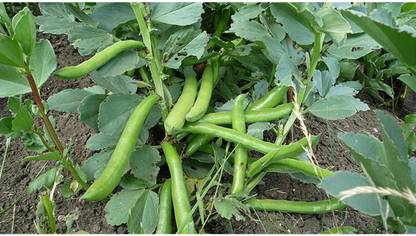 WANCY Broad Beans/Bakla Vegetable बाकला फली Seed