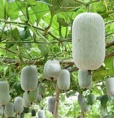 Arshiayat Hybrid Ash Gourd-Winter Melon Seed