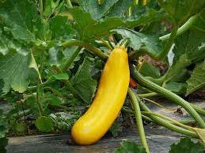 VibeX ® VMR-778 Yellow Long Cucumber Sambhar Dosakaya Seeds Seed