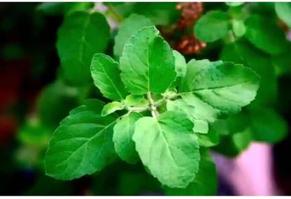 SEEDSART NXC - Gorgeous Tulsi Seeds " Tulsi " Organic 100 Seeds , I764 Seed