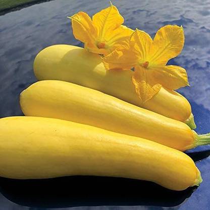 WILLVINE GBPUT-267 Smooth Criminal Yellow Squash Seed