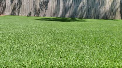 Dbbrothers Australian grass seed for lawn Pack of 13250 Seed