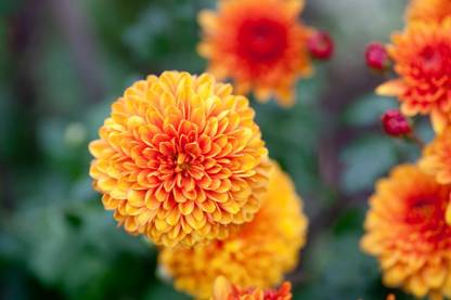 Liance Orange chrysanthemum flower - 'Bruno Bronze' Seed