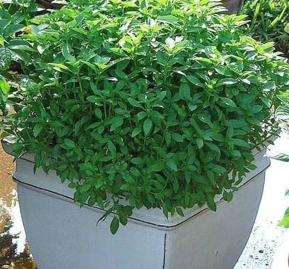 VibeX ® XXL-7 Bush Basil Seeds Seed