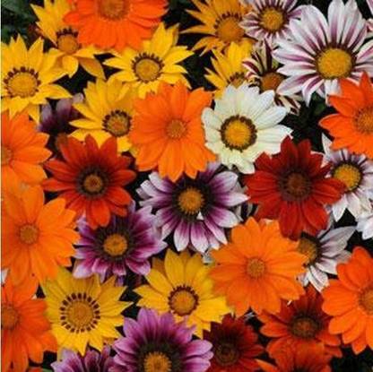 INTRA Gazania New Day Mix Flower Seed