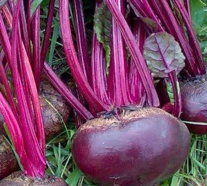MYLAWN Vegetable Beet seeds, Organic Beetroot Seed