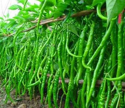 am group Mirchi, Hari mirchi, Mircha Seed