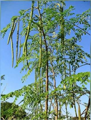 Gitanjali moringa / PKM1/Drumstick/horseradishtree 30 PIC Seed