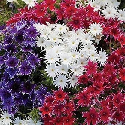 Lorvox PHLOX FLOWER F1 HYBRID Seed