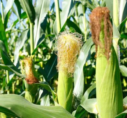 LiveNature Hybrid Maize | Makka | Bhutta | Sweet/Baby Corn | High Germination Seeds- 50 Seed