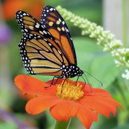 Quentova TITHONIA GOLDFINGER Seed