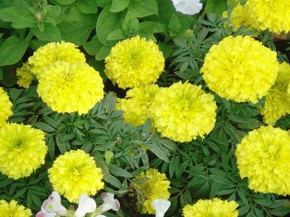 Mozette Exotic marigold yellow Seed