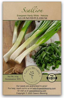 WILLVINE SYN -X Bunching Evergreen White Nebuka Onion [1g] Seed