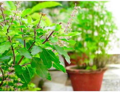SEEDSART NXC - Gorgeous Tulsi Seeds " Black Tulsi " Organic 100 Seeds , B612 Seed