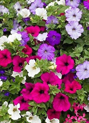 VibeX PUAS-9 - Petunia Triumph Rainbow Mix Indoor Flowers - (60 Seeds) Seed