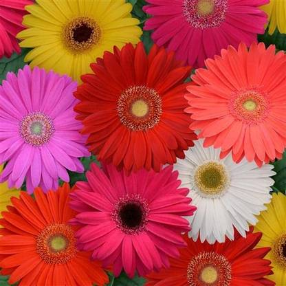Lorvox Gerbera Seed