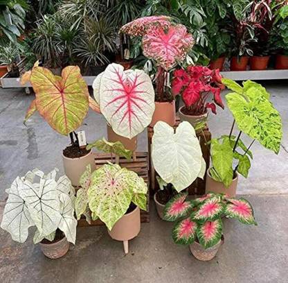 zabbus Caladium Flower Bulbs for Summer Season Mix Seed