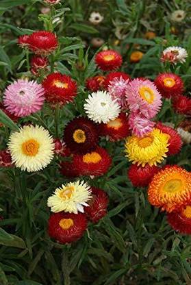 Lorvox Helichrysum Flower Seed