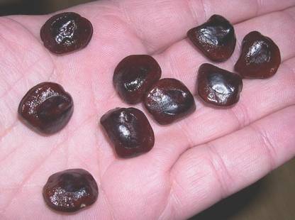 KNESSiN 100% Germination amarind, imli or Tamarindus indica Tree[50 Seeds] Seed