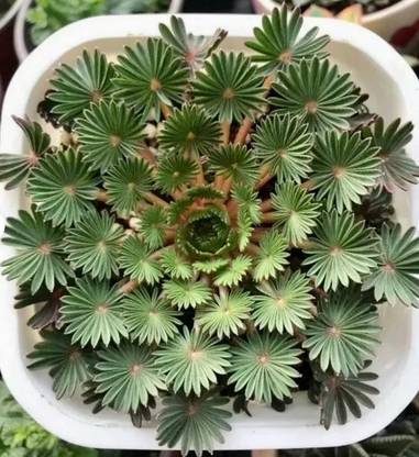 Srushtitraders Oxalis Palmifrons Seed