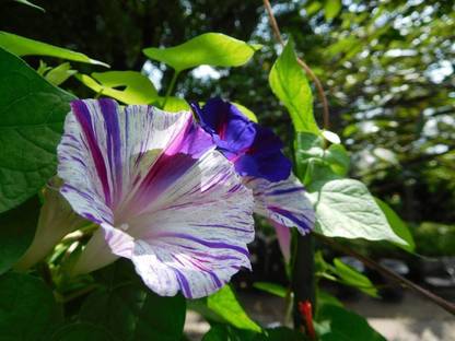 VibeX LXI-5 - Morning Glory Harlequin - Flower Mix - (100 Seeds) Seed