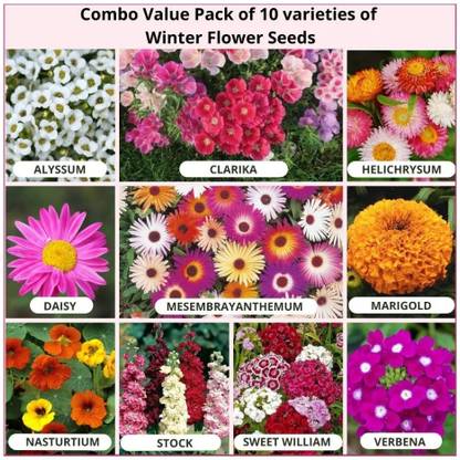 Morbih 10 Variety of Winter Flower Seeds Combo Pack Seed