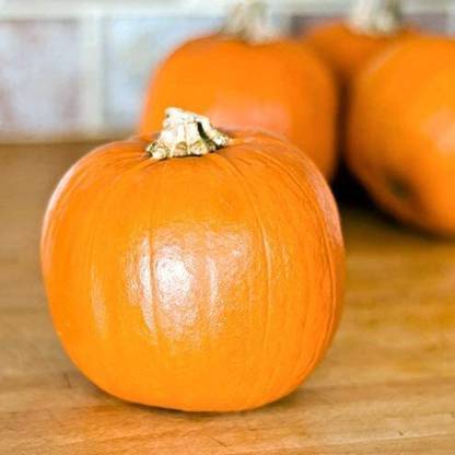WILLVINE VVI-470 Sugar Pie Pumpkin Seeds Seed