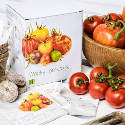 VibeX ™ VXI-295-Imported Tomato Growing Kit Seed
