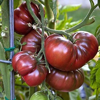 Qualtivate XXX-1A Black Krim Tomato Seed